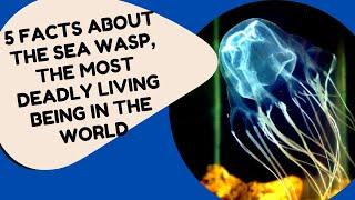 5 FACTS ABOUT THE SEA WASP, THE MOST DEADLY LIVING BEING IN THE WORLD ‐ Curious Head