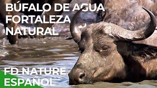 Fortaleza Natural, El Búfalo de Agua | Free Documentary Nature - Español