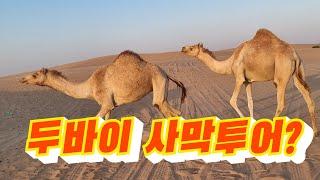 영원한 방랑객의 두바이 사막투어 광경 / 모래사막의 묘미로 여행의 피로를 덜다 / 사막을 달리다 / 두바이사막투어 / 사막에서 만난 낙타