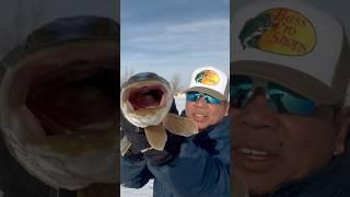 The sounds of pike fish#shortsviral #fishing #icefish #icefishing #shorts #shortvideo