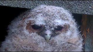 We see the youngest Tawny babe in daylight for the first time