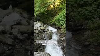 Spring in the Carpathians