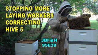 More Laying Workers and Correcting Hive 5. S5E38 #beekeeping