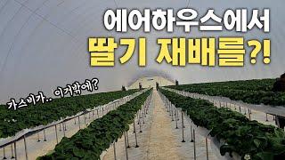 에어하우스에서 딸기 재배하는건 처음봅니다