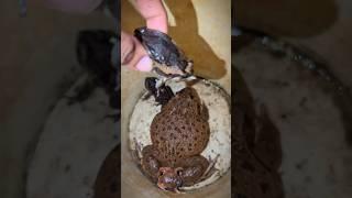 Catching a frog flying into a funny bucket | Catching a frog flying into a funny bucket | Animal fun