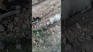 Black Stray puppy eating raw fish head | Mountain Village | Winters | Nature Buddies #shortsfeed #uk