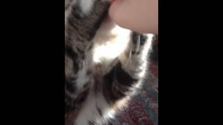 Cat feeding