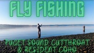 Fly Fishing South Puget Sound Beaches for Coastal Cutthroat & Resident Coho Salmon