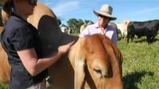 Prisoners raising gentle cattle - ABC  - LANDLINE