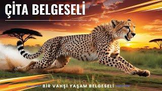 Çitalar: Doğanın En Hızlı Avcısı | Belgesel