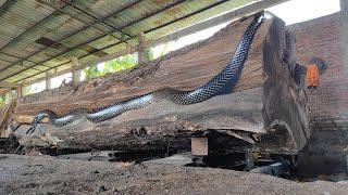 Trembesi hunter ‼ a century old monster trembesi wood sawmill from South Australia