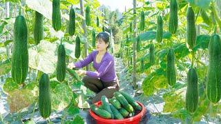 Harvesting Lots Of Cucumber Goes To Countryside Market Sell - The Farm Life Off Grid.