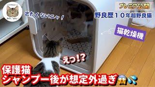 初のシャンプー後猫乾燥機に入ってもらうと意外な結果に…