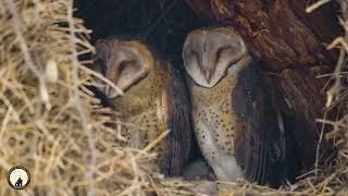Exploring the Bliss Wonders of Nature: Primates and Birding Adventures Awarded Here
