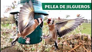 Jilgueros PELEANDO en el COMEDERO (Cámara LENTA)