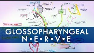 Glossopharyngeal Nerve | Cranial Nerve IX | Anatomy Tutorial