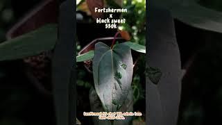 Promo Jajan murah #plants #anthurium