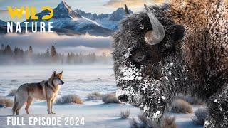 WILD YELLOWSTONE | Ruthless Predators and Majestic Wilderness | Nature animal documentary