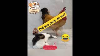 When the Rooster Runs the House  #curiosity #funny #funnyvideo  #TrueFriends