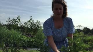 Hobby Farm Garden : Growing Pepino Melons