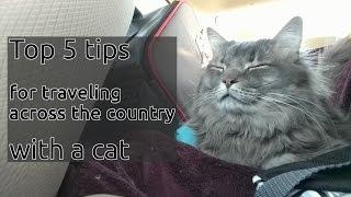 5 Tips for traveling 3.5 days by car with a cat!