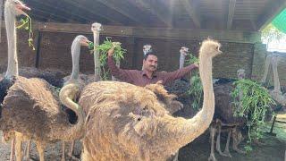 Pakistan Biggest Ostrich Farm #ostrich Ostrich Farming Business #birds