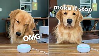 My Dog Reacts to Alexa