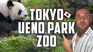 Ueno Park | Panda at Ueno Zoo Tokyo | ULTIMATE JAPAN GUIDE