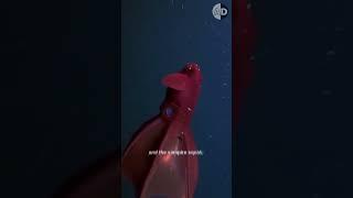 The Strange and Mysterious Creatures of the Mariana Trench