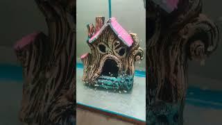 #shortvideo #fish #aquarium #chimmy #scaryhouse #polarparrot baby 