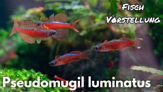 Neon Blue-Eye - Pseudomugil luminatus | Liquid Nature Fish Introduction