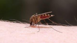 Mayo Clinic Minute: Easing the itch of mosquito bites