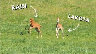 Baby Horses Playing In The Field