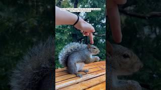 This man rescued a squirrel stuck in a drainpipe, and then this happened #animalshorts