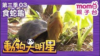 動物大明星 S3【食蛇龜】第3季 第03集｜認識動物｜自然生態｜魚類｜爬蟲類｜昆蟲｜海洋生物｜哺乳類｜Animal big star｜兒童電視節目【親子台｜官方HD完整版】momokids