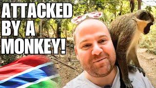 This Monkey Jumped on My Head in The Gambia  (Wild Encounters!)