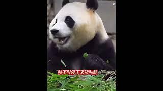 老徐回来后福宝肉眼可见的开心边走边笑还时不时停下来听动静回家找奶爸虽然福宝不会说话但福宝的眼神说明了一切大熊猫福宝福宝万物皆有灵小王FUBAO爱福乐