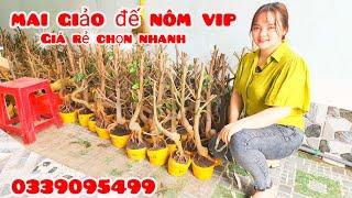 Cây mai phôi đế nôm vip giá rẻ 24/11 #eMai0339095499 |MaivàngThanhTâm