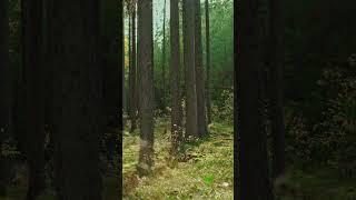 Piano Melodies in the Czech Forest - Music Video