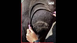 Satisfying Horse Grooming