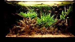 Planted Aquarium