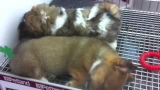 Corgi that Petland Sarasota tried to sell me. Acted very sick