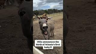 Ollie the Donkey’s Big Announcement!