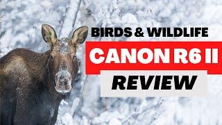 Canon R6 MKII Review - Is it a good Wildlife Camera?