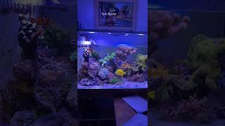 Reef Tank (GREAT TIME TO CHECK YOUR FISH) #reeftank #marineaquarium