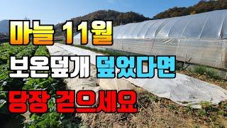 마늘밭 11월 월동전 마지막 관리. 지금 놓치면 후회하니 지금 꼭! 챙기세요.