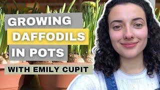 How To Grow Stunning Daffodils In Containers