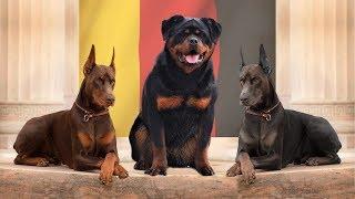 10 LEGENDARY GERMAN DOG BREEDS