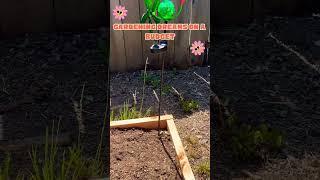 GARDEN ON A BUDGET!! #garden #home #gardenchronicles #trending #fypage #plants