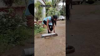 Big size Rat snake rescue and Release  #shwetasutarwildliferescuer